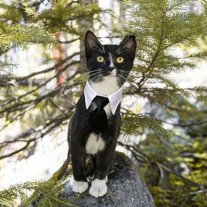 Adjustable Black & White Bow Tie Collar for Small Dogs - Machine Washable, Easy Washing, Universal Fit Formal Neckwear with Closure, All-Season Elegant Classic Pet Accessory for Weddings, Photo Shoots, Durable Wear