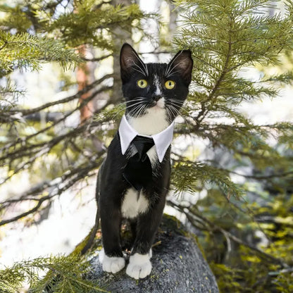Adjustable Black & White Bow Tie Collar for Small Dogs - Machine Washable, Easy Washing, Universal Fit Formal Neckwear with Closure, All-Season Elegant Classic Pet Accessory for Weddings, Photo Shoots, Durable Wear