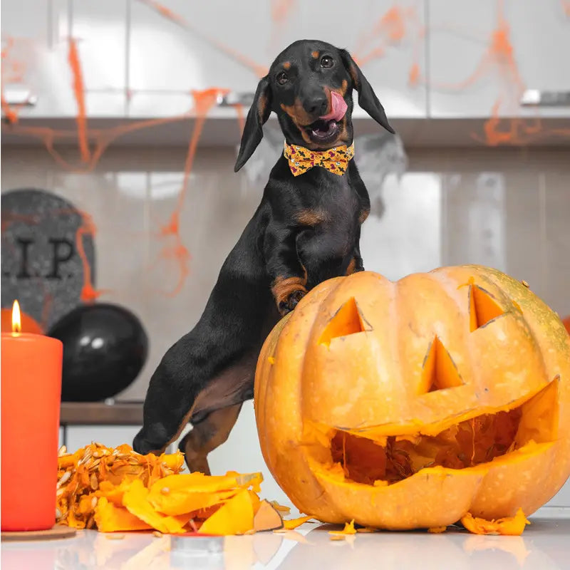 Fall Pumpkin Dog Collar, Adjustable Halloween Pumpkin Pet Collar for Small, Medium & Large Dogs, Cute Autumn Dog Accessories, Thanksgiving Pet Collar, Puppy Collar with Fall Plaid Design, Seasonal Pet Outfit, Viral Pet Products, Trending Dog Accessories